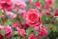 夜雨丨宋燕：如花似玉