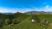 信阳毛尖茶全面开采