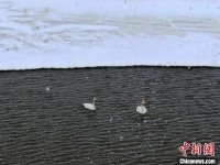 张家口塞北：群鸟嬉春雪