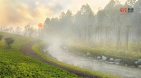 清明：万物生长正此时