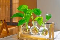 榆叶梅和合欢花，哪种植物通常在春季开花？蚂蚁庄园今日答案