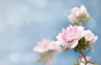 最美的花都在《诗经》里，有图有真相!