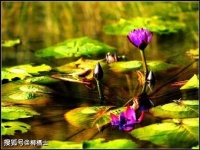 【古诗词鉴赏】宋代词人吴文英《木兰花慢 · 送翁五峰游江陵》词赏析