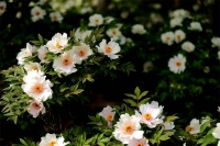 郑州：走，赏花去