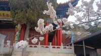 七律——咏杏花（一）（增补版）