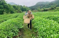 武夷茶人金日良：“做出好茶时兴奋得夜不能寐”