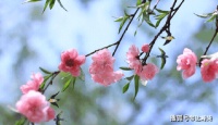 春来莺飞燕舞，满园春花令人向往