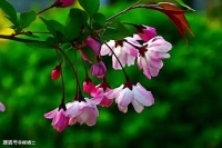【古诗词鉴赏】 宋代词人苏轼《浣溪沙•细雨斜风作晓寒》词赏析