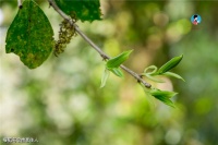 为什么红茶上市比普洱茶早？