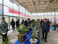毕节百里杜鹃兰花展销会开幕