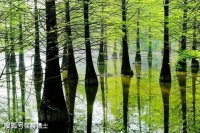 【美文悦读】人是一根能思想的苇草