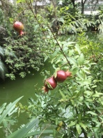 夜雨丨冷月：四月的芳菲