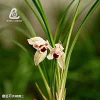 【满分作文 · 荐读】方圆之间写人生