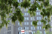 枫杨树满树花开｜图集