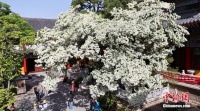 江苏连云港：800余岁糯米茶古树花开如雪