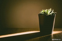 一个人，最舒心的活法：不将就，不敷衍，不计较