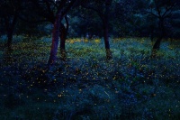 品读｜我派萤火虫去接你