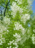 又到了吃槐花的季节了,槐花我的最爱