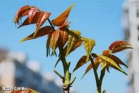 2023高考语文二轮复习名句情景默写专练 50 题：意象类系列