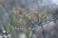【古诗词赏析】唐代诗人李商隐 《无题 • 飒飒东风细雨来》诗赏析