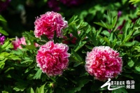 视觉临汾：襄汾县百年牡丹的传奇