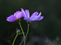 古人的4个句子，扯下了“朋友关系”的遮羞布