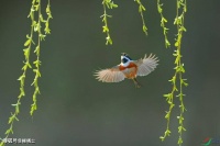 【古诗词鉴赏】清代诗人袁枚《春风》诗赏析