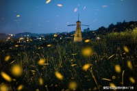 猜一猜：古人口中所称的“照夜清”指的是哪种昆虫？蚂蚁庄园今日答案