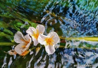 李白名句“清水出芙蓉，天然去雕饰”原本形容的是什么？蚂蚁庄园今日答案