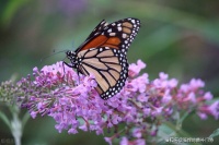 萤火虫和蟋蟀中，哪种昆虫是古人所称的“照夜清”？蚂蚁庄园今日答案