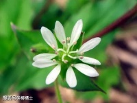 【古诗词鉴赏】 唐代诗人白居易《寄殷协律》诗赏析