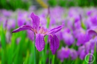 “春光”（185） | 上游主题摄影征稿作品展——冉小军作品