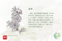 春花太多分不清？看这群园林班学生手绘的“赏花图鉴”