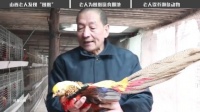 山西老人误把濒危物种当凤凰养，四年两只变四十只，网友：该嘉奖