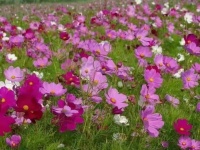 人活一生，终究只是一场归途