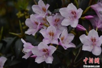 花开福建：野生杜鹃惹人醉