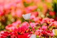 越有本事的父母，越不会逢人就说这两句话，低层次的刚好相反