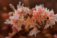 上野千鹤子的解剖刀:回不去的家庭