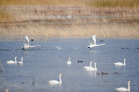 内蒙古巴彦淖尔：“醉”美人间四月天