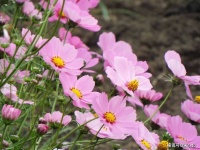 父母过世后，兄弟姐妹之间不做“三事”，关系才能更长久