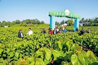 中国蚕桑文化诗歌会在乐至举行