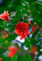 宋 · 邵雍／图：爱拍花 · 摄