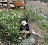 果然没人能拒绝我们西直门三太子……