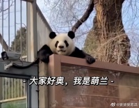 萌兰啊 你咋这么会整活呀 这都创造了多少表情包了 远远不止……
