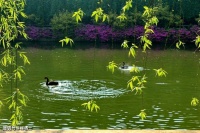 【古诗词鉴赏】清代词人纳兰性德《踏莎行·春水鸭头》词赏析