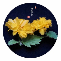 玉龙潭公园：棣棠花开酿春色