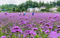 心居原乡·情系大观丨罗毅：情牵那一方山水田园