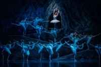 仅2天！深圳这里“天鹅”舞动！