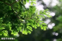 【古诗词鉴赏】宋代诗人陆游《立夏》诗赏析