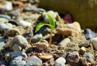 夜雨丨勾琴兰：等待